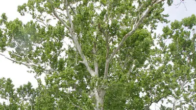 Bonaventura Monfalcone-15.05.2018 Albero secolare Scodovacca-foto di Katia Bonaventura