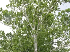 Bonaventura Monfalcone-15.05.2018 Albero secolare Scodovacca-foto di Katia Bonaventura