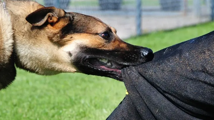 ELLSWORTH AIR FORCE BASE, S.D. -- Bak, 28th Security Forces Squadron military working dog, bites down on Staff Sgt. Kevin Nelson, 28 SFS K-9 unit trainer, during a training session, June 24. Sergeant Nelson wears a “bite suit” to protect his legs from serious injury during the training. (U.S. Air Force photo/Airman 1st Class Anthony Sanchelli)