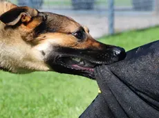 ELLSWORTH AIR FORCE BASE, S.D. -- Bak, 28th Security Forces Squadron military working dog, bites down on Staff Sgt. Kevin Nelson, 28 SFS K-9 unit trainer, during a training session, June 24. Sergeant Nelson wears a “bite suit” to protect his legs from serious injury during the training. (U.S. Air Force photo/Airman 1st Class Anthony Sanchelli)