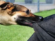 ELLSWORTH AIR FORCE BASE, S.D. -- Bak, 28th Security Forces Squadron military working dog, bites down on Staff Sgt. Kevin Nelson, 28 SFS K-9 unit trainer, during a training session, June 24. Sergeant Nelson wears a “bite suit” to protect his legs from serious injury during the training. (U.S. Air Force photo/Airman 1st Class Anthony Sanchelli)