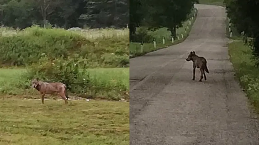 Gli avvistamenti del lupo negli scatti di Rina Bortolotti