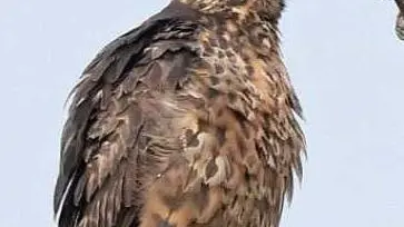 Il falco della regina fotografato sui Magredi da Sergio Vaccher