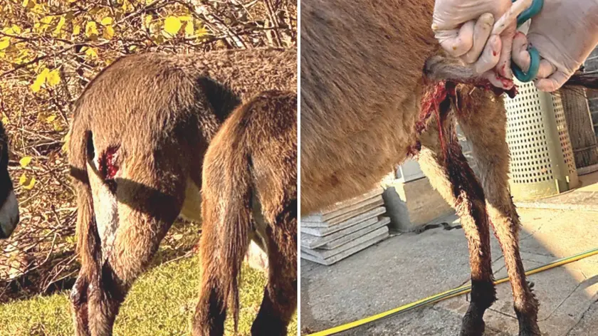 Due degli asini feriti. A destra, l’intervento del veterinario per suturare la ferita