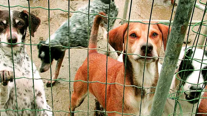 ANTEPRIMA Pocenia cani abbandonati
