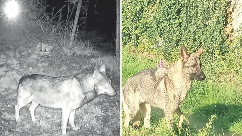 Un lupo selvatico e, a destra, l ’esemplare di cane da lupo cecoslovacco che aveva spaventato numerosi residenti
