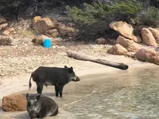 Cinghiali in spiaggia a Spargi