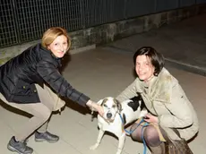 Udine 04 Marzo 2013 canile Copyright press Turco