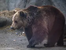 epa09723066 Hugi, the brown bear (Ursus arctos) of the Budapest Zoo, walks around his enclosure during a sunny day in Budapest, Hungary, 02 February 2022. According to a traditional folk belief, if the lethargic bear comes out of its cave and sees its shadow on 02 February, it will return to sleep, meaning the country must brace for a longer winter. If, on the other hand,there are clouds in the sky, spring will arrive soon and the bear will come out of hibernation. EPA/Zoltan Balogh HUNGARY OUT