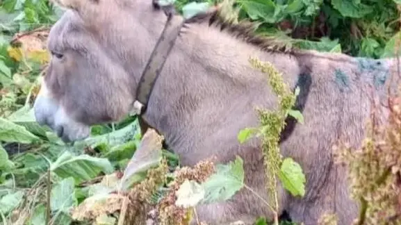 A nulla sono valse le cure prestate all’asinella morta a seguito dell’aggressione subita dall’orso Francesco