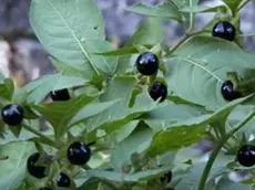 La belladonna è una pianta della famiglia delle Solanaceae: all'aspetto le sue bacche sono simili ai mirtilli, ma velenose per l'uomo