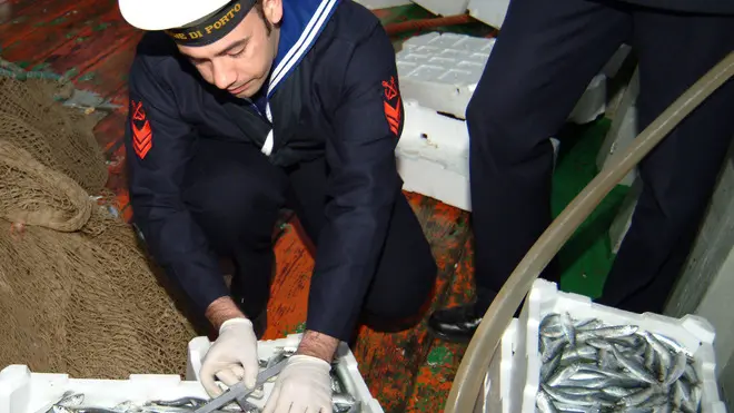 20081230 - VENEZIA- CLJ- ALIMENTARE: ZAIA, SEQUESTRATE 160 TONNELLATE DI PESCE- La Guardia di Finanza ha sequestrato in tutta Italia a 160 tonnellate il pesce sequestrato nell'ambito di un'operazione chiamata "Capitone", resa nota dal Ministro delle Politiche agricole, alimentari e forestali Luca Zaia. I sequestri riguardano pesce avariato, pesce conservato venduto come fresco, e prodotto asiatico venduto come nostrano. ANDREA MEROLA/GUARDIA DI FINANZA/ ANSA/ COC