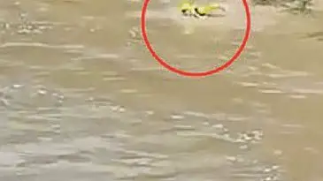Frame di un video, girato da un passante anonimo dal ponte Romano, della tragedia del Natisone, in cui si vede il disperato tentativo di un vigile del fuoco di raggiungere i tre ragazzi stretti in un abbraccio al centro del fiume, il 31 maggio 2024. Nel filmato si vede il soccorritore nuotare con tutte le proprie forze a lato dei ragazzi per provare ad avvicinarsi ma, sebbene allenato a simili interventi, non riesce nell'intento e alla fine deve desistere per non rischiare di essere a propria volta travolto dalla furia del fiume. ANSA