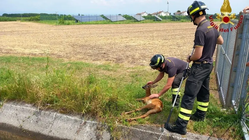 I vigili del fuoco controllano lo stato di salute del capriolo prima di liberarlo