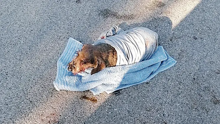 Il bassotto Ugo, aggredito al parco di via Piutti a Udine