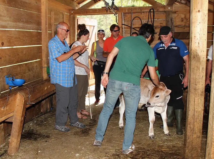 Dogna 5 Agosto 2017. Visita alla Malga di Plan di Spadovai. © Foto Petrussi -Soravito