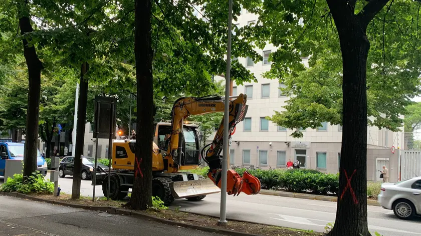 Variazione di bilancio di 400 mila euro per incrementare il patrimonio arboreo della città