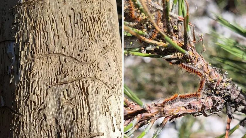 Gallerie sul fusto causate da Ilesino del frassino, a destra larve di Processionaria del pino