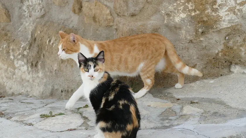 Ancora un caso di maltrattamenti sugli animali (foto d'archivio)