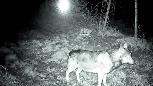 Un lupo immortalato in Pedemontana dalle fototrappole