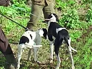 Cani da caccia durante una battuta