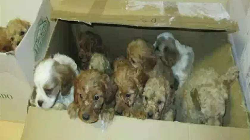 Una banda dedita al traffico internazionale di cuccioli di cane è stata smantellata dalla Polizia stradale di Udine. L'indagine, condotta dalla sottosezione di Amaro (Udine) e coordinata dal sostituto procuratore Andrea Gondolo, si è conclusa con otto ordinanze cautelari in cui si ipotizza il reato di associazione per delinquere nei confronti di sei cittadini italiani e due stranieri. ANSA/POLIZIA DI STATO +++ ANSA PROVIDES ACCESS TO THIS HANDOUT PHOTO TO BE USED SOLELY TO ILLUSTRATE NEWS REPORTING OR COMMENTARY ON THE FACTS OR EVENTS DEPICTED IN THIS IMAGE; NO ARCHIVING; NO LICENSING +++