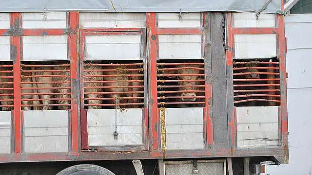 Un trasporto di bovini su camion