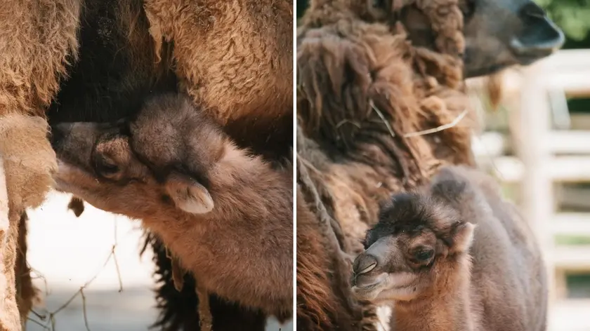 Due immagini di Subutay, il cucciolo di cammello nato al Parco zoo Punta Verde di Lignano