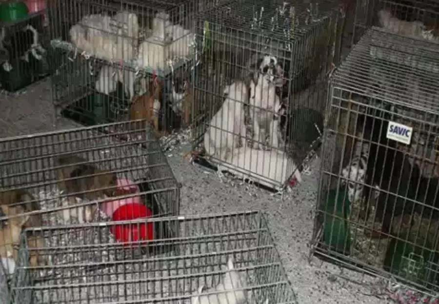 Una banda dedita al traffico internazionale di cuccioli di cane è stata smantellata dalla Polizia stradale di Udine. L'indagine, condotta dalla sottosezione di Amaro (Udine) e coordinata dal sostituto procuratore Andrea Gondolo, si è conclusa con otto ordinanze cautelari in cui si ipotizza il reato di associazione per delinquere nei confronti di sei cittadini italiani e due stranieri. ANSA/POLIZIA DI STATO +++ ANSA PROVIDES ACCESS TO THIS HANDOUT PHOTO TO BE USED SOLELY TO ILLUSTRATE NEWS REPORTING OR COMMENTARY ON THE FACTS OR EVENTS DEPICTED IN THIS IMAGE; NO ARCHIVING; NO LICENSING +++
