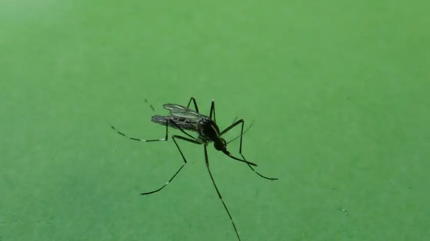 BOLZANO - I primi esemplari di zanzara tigre sono comparsi in Alto Adige già nel mese di aprile, e con l?arrivo del caldo è previsto il proliferare di questi fastidiosi e pericolosi insetti. L?Agenzia provinciale per l?ambiente ha già avviato una rilevazione statistica sulla presenza di zanzare tigre, ma la lotta si può vincere solamente puntando su due parole chiave: sensibilizzazione e prevenzione.