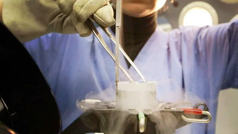Una biologa estrae da un apposito contenitore di azoto liquido embrioni congelati in un centro fecondazione di Napoli, in una immagine di archivio. ANSA / CIRO FUSCO