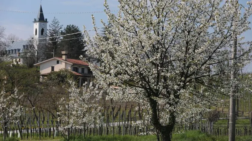 Bumbaca Gorizia 16.04.2013 Ciliegi in fiore San Floriano - Fotografia di Pierluigi Bumbaca