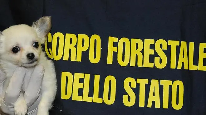 Il Nucleo Investigativo Reati in Danno agli Animali (Nirda) del Corpo Forestale della barriera autostradale di Ugovizza, nel Comune di Malborghetto - Valbruna (Udine) ha sequestrato 46 cuccioli di diverse razze (tra cui King Cavalier, Maltese, York Shire, Dobermann, Labrador), provenienti dall'Est, stipati in un furgone condotto da due uomini originari della Repubblica Slovacca che sono stati denunciati per maltrattamento di animali, frode in commercio, uso di documento falso e traffico illecito di animali da compagnia. ANSA / US ISPETTORATO GENERALE CORPO FORESTALE DELLO STATO - LUIGI BATTISTA +++ NO SALES +++ EDITORIAL USE ONLY +++