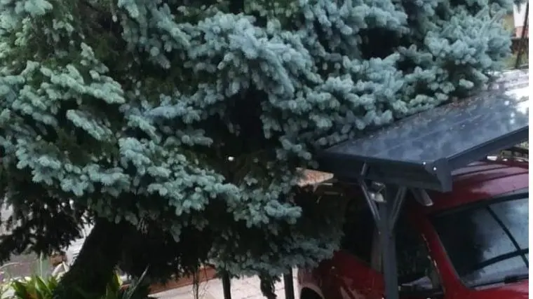 Un albero si è abbattuto su un'automobile in via Pellico a Rivignano