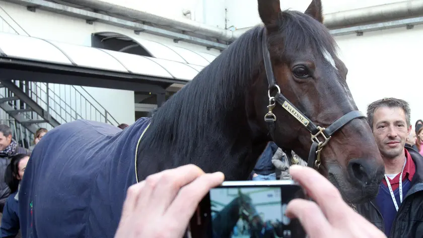 Varenne, il cavallo che ha trionfato nelle corse di trotto sino al 2002, anno del suo ritiro, ospite nel programma sportivo di Rai2 "Dedicato a" che verrà trasmesso il prossimo 24 dicembre in prima serata, MIlano, 5 dicembre 2012. Varenne, racehorse that triumphed in trotting till 2002, year of his retirement, guest in a TV program, Milan, 5 december 2012. ANSA / MATTEO BAZZI