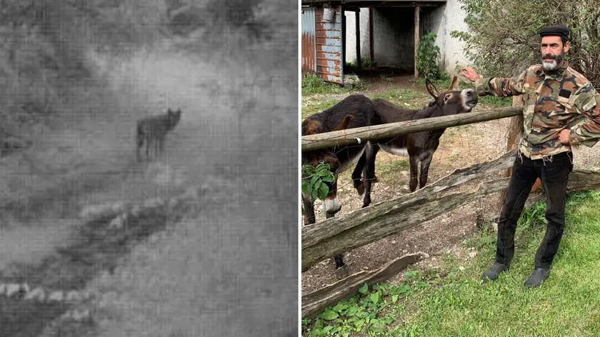 Francesco Mattu è arrivato in Friuli 18 anni fa (foto Christian Canderan), a sinistra uno dei lupi avvistati nella zona