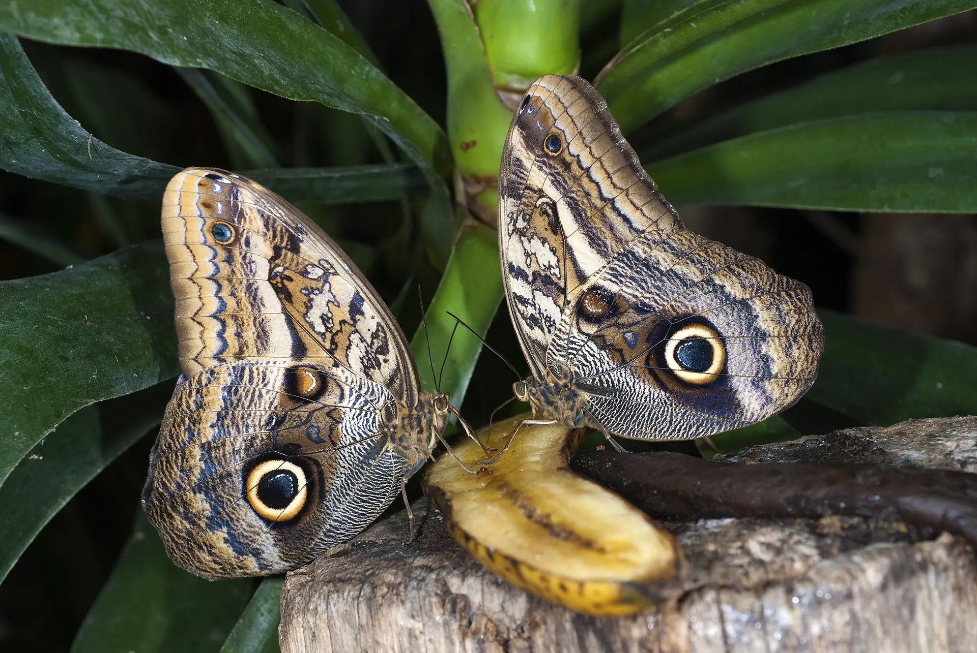 Caligo Eurilochus. Foto: Francesco Barbieri