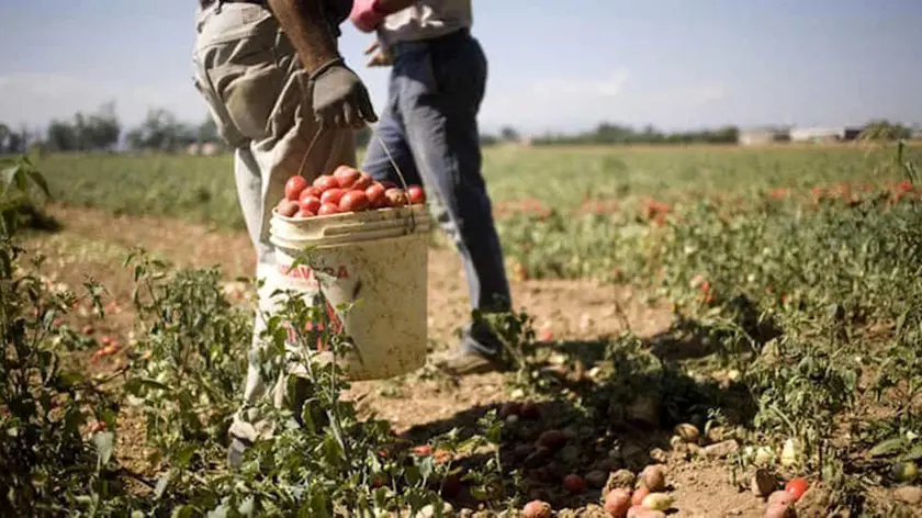 Braccianti al lavoro - Operazione condotta da Inps, Finanza e Procura, scoperta maxi truffa per falsi braccianti, evase somme per un totale di 830 mila euro, denunce per 195 lavoratori fittizi, Castrovillari (Cosenza), 14 giugno 2019. ANSA/ QUOTIDIANO DEL SUD
