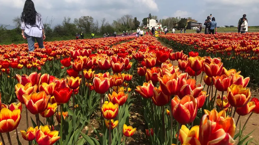 La grande distesa di tulipani in piena fioritura a San Mauro popolata d tantissimi visitatori (Foto Petrussi)