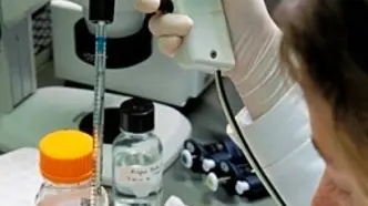 A research assistant works under a chemical hood preparing stem cell cultures in a Stem Cell Research Program lab at the Waisman Center at the University of Wisconsin-Madison. ©UW-Madison University Communications 608/262-0067 Photo by: Jeff Miller Date: 2001 File#: color slide