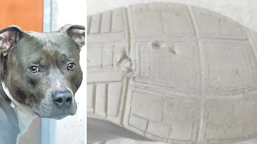 Il pitbull al canile di Udine e, a destra, la scarpa del 24enne morsicata dall’animale durante l’aggressione