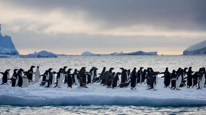 Spedizione di Greenpeace in Antartide per studiare colonie di pinguini, Roma, 19 gennaio 2022. ANSA/US GREENPEACE +++ NO SALES, EDITORIAL USE ONLY +++