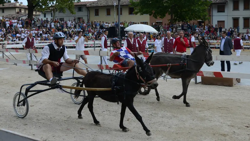 Fagagna 07 settembre 2014 asini Foto Press - Massimo Turco
