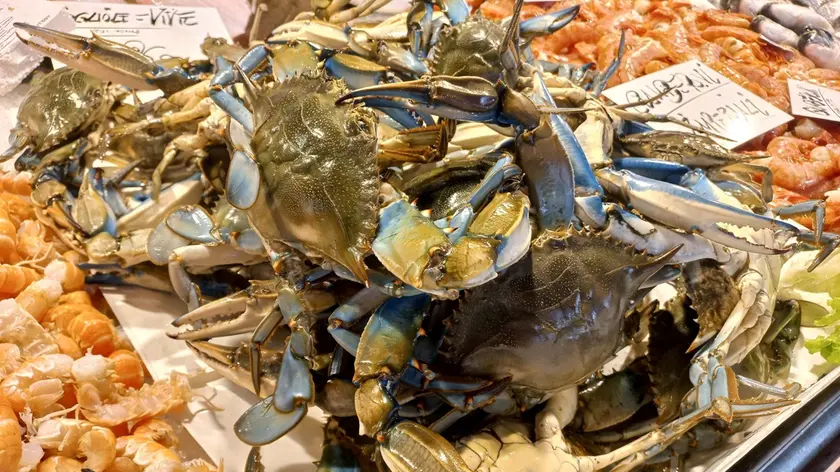 Il granchio blu arriva sui banchi pescheria dei supermercati Despar