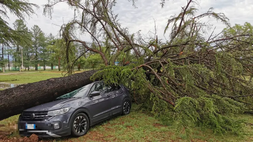 L'auto finita sotto il tronco di un albero a Orsaria © Petrussi