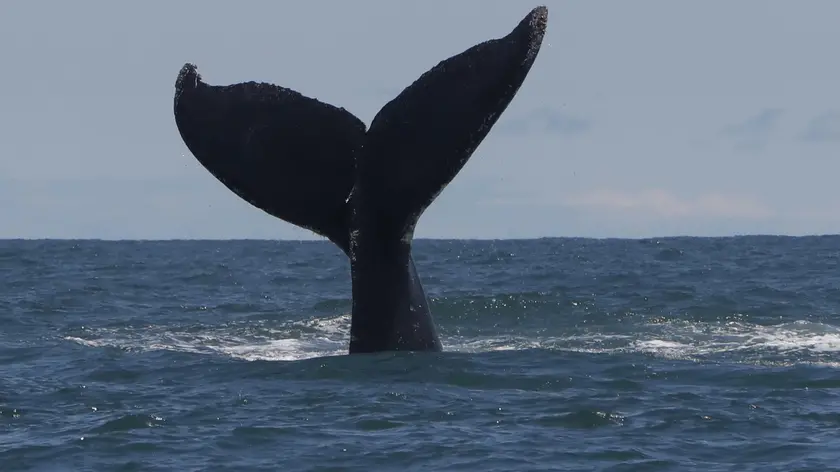 epa10157549 A whale's tail at the Uramba Bahia Malaga National Park, in Buenaventura, Colombia, 01 September 2022 (issued 03 September). Humpback whales can be watched during these months in the Colombian Pacific, where they come to give birth to their young. EPA/ERNESTO GUZMAN JR