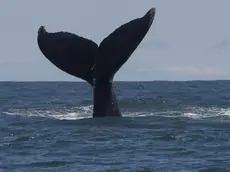 epa10157549 A whale's tail at the Uramba Bahia Malaga National Park, in Buenaventura, Colombia, 01 September 2022 (issued 03 September). Humpback whales can be watched during these months in the Colombian Pacific, where they come to give birth to their young. EPA/ERNESTO GUZMAN JR