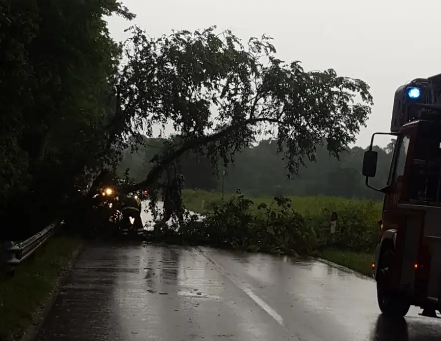 Un albero caduto sulla provinciale tra Pagnacco e Tavagnacco