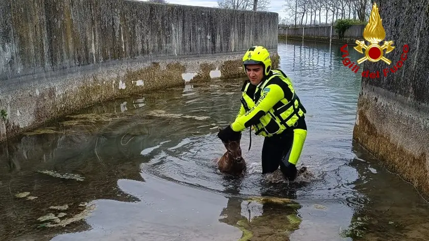 Soccorso un giovane maschio di capriolo caduto nel canale Ledra