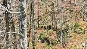 Il bosco dov'è stato ritrovato il corpo di Giulia Cecchettin